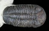 Morocops Trilobite - Foum Zguid, Morocco #45602-1
